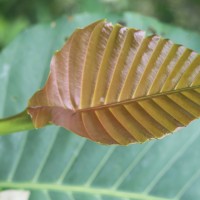 Dillenia suffruticosa (Griff.) Martelli